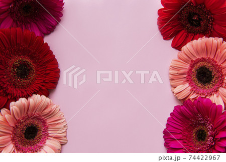 Gerbera flowers on a pink pastel background 74422967