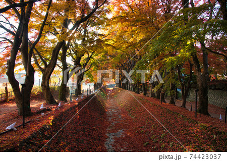 富士河口湖紅葉まつり2020 富士河口湖紅葉まつり2020 74423037