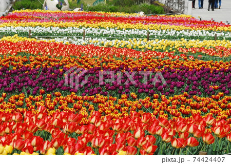 チューリップ 花 花畑 74424407