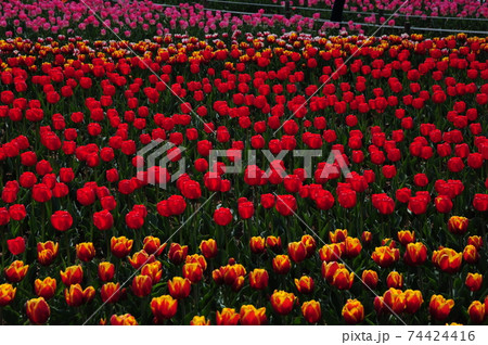 チューリップ 花 花畑 74424416