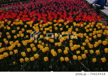 チューリップ 花 花畑 74424418