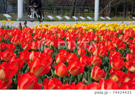 チューリップ 花 花畑 74424435