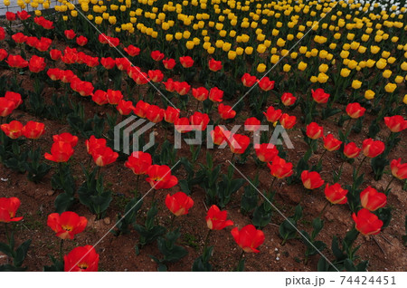 チューリップ 花 花畑 74424451