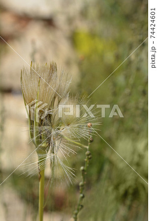 Common salsify Common salsify 74424601