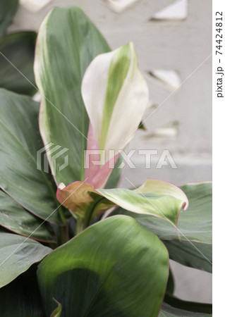Home garden of green plant pot 74424812