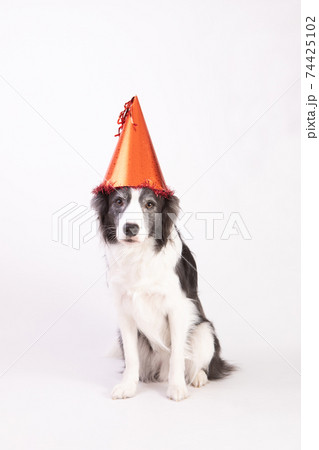 帽子をかぶった白黒のボーダーコリー 帽子をかぶった白黒のボーダーコリー 74425102