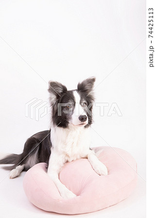 ピンクのクッションで寛ぐ白黒のボーダーコリーの写真素材