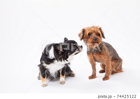 黒いロングコートチワワとMIX犬 74425122