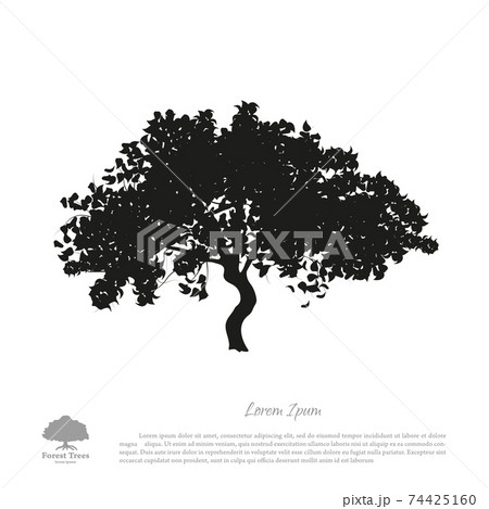 Black tree silhouette on white background. Isolated apple tree 74425160