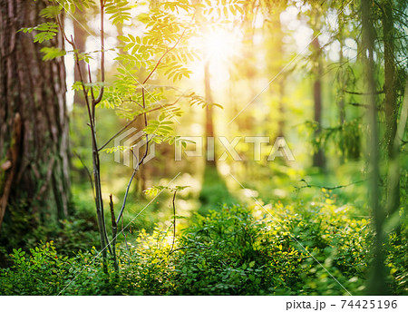 Beautuful view of the forest in early morning. Beautuful view of the forest in early morning. 74425196