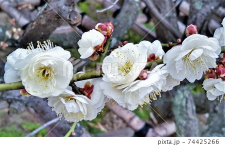 白い梅の花、アップ、柿本神社の八房の梅 白い梅の花、アップ、柿本神社の八房の梅 74425266
