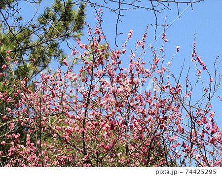 早咲きの紅梅が満開です 74425295