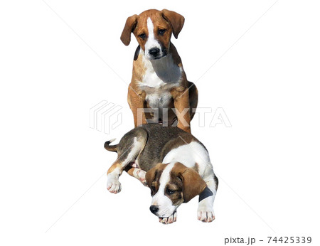 Two adorable puppies sitting 74425339