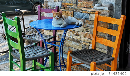 Cat laying and resting on the table Cat laying and resting on the table 74425402