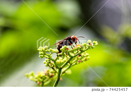 花にとまるスズメバチの写真素材