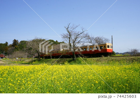 小湊鉄道飯給駅の菜の花畑に停車している列車 小湊鉄道飯給駅の菜の花畑に停車している列車 74425603
