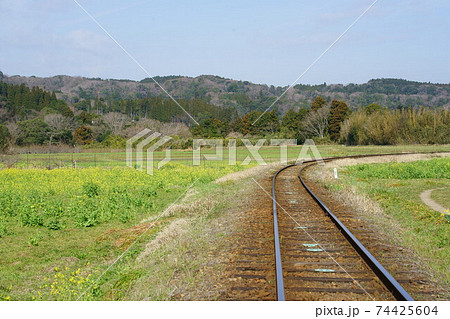 石神菜の花畑の小湊鉄道のレール 石神菜の花畑の小湊鉄道のレール 74425604