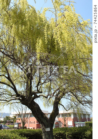 被爆樹木「こども文化科学館東側のシダレヤナギ」in HIROSHIMA 被爆樹木「こども文化科学館東側のシダレヤナギ」in HIROSHIMA 74425864