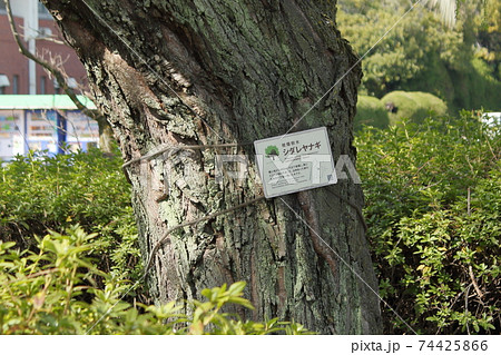 被爆樹木プレート「こども文化科学館東側のシダレヤナギ」in HIROSHIMA 被爆樹木プレート「こども文化科学館東側のシダレヤナギ」in HIROSHIMA 74425866
