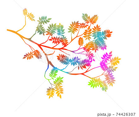 Summer tree branch with fresh multicolored leaves. rowan leaves. Vector illustration 74426307