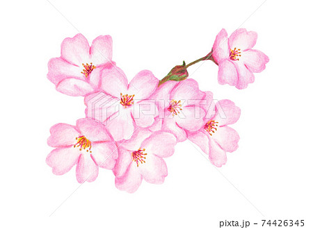 桜の花イラスト02 色鉛筆画 のイラスト素材