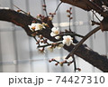 梅の花 74427310