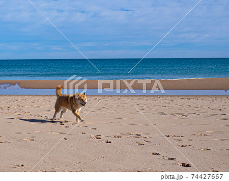 Shiba Inu on the beach. Mediterranean Sea. Spain. 74427667