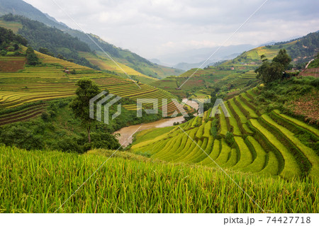 Terraced rice paddy field landscape of Mu Cang Chai, Yenbai, Northern Vietnam Terraced rice paddy field landscape of Mu Cang Chai, Yenbai, Northern Vietnam 74427718