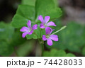 花 74428033