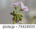 花 74428035