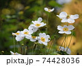 アネモネ 74428036