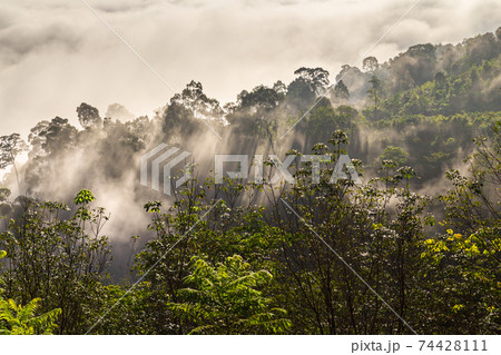 Khao Khai Nui, Sea of fog in the winter mornings at sunrise, New landmark to see beautiful scenery Thailand. 74428111