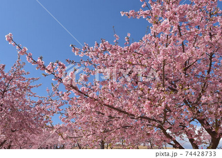 ぴんく色の川津桜と青空 ぴんく色の川津桜と青空 74428733
