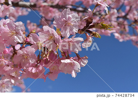 快晴の空とさくら 快晴の空とさくら 74428734