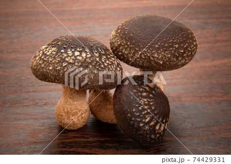 生の菌床椎茸 74429331