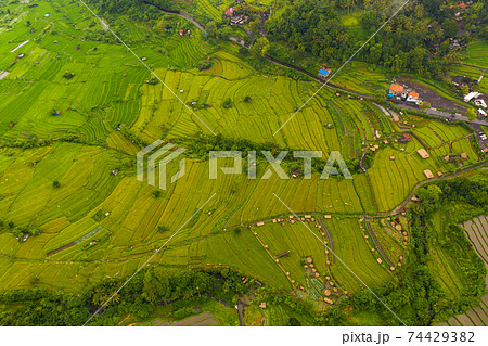Top down overhead aerial view of lush green paddy rice field plantations with small rural farms in Bali, Indonesia Terraced rice fields on a hill 74429382