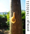 木を登る　かたつむり 74430151