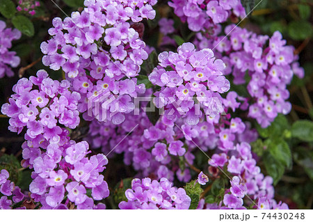 コバノランタナのピンク色の花 74430248