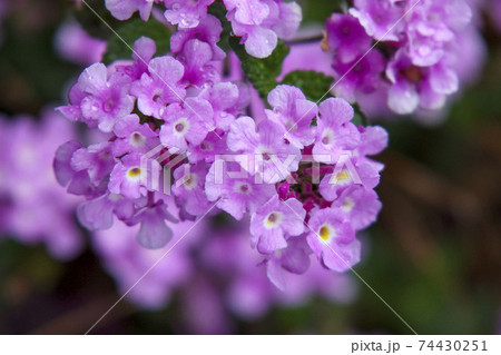 コバノランタナのピンク色の花 コバノランタナのピンク色の花 74430251