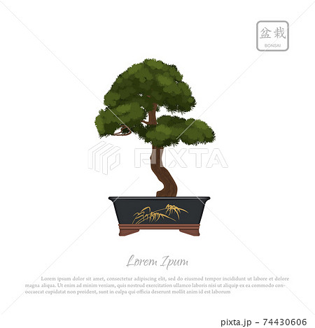 Bonsai tree in pot. Japanese decoration tree. Isolated image 74430606