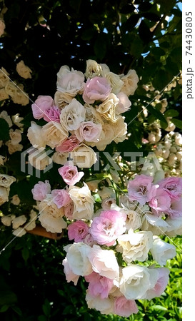 淡いピンクのバラ 74430805