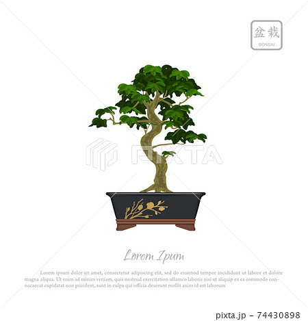 Bonsai tree in pot. Japanese decoration tree. Isolated image 74430898