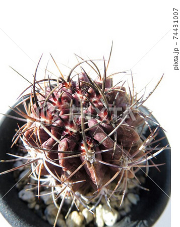 クリスパ クリスパ 74431007