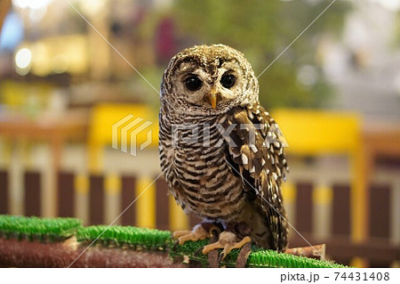 ぬいぐるみのようなペットのフクロウ 74431408