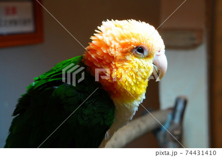 カラフルペットインコ 74431410