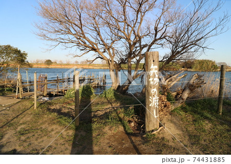 江戸川の矢切の渡しの東柴又の京側 江戸川の矢切の渡しの東柴又の京側 74431885