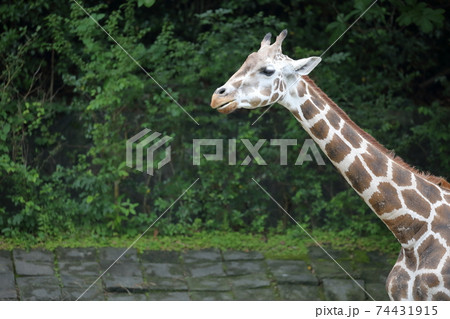 キリン アミメキリン 東山動植物園 愛知県 名古屋市 の写真素材