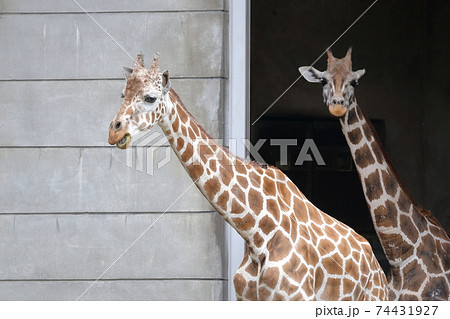 キリンの親子 アミメキリン 東山動植物園 愛知県 名古屋市 の写真素材