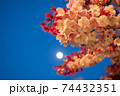 夜桜 74432351