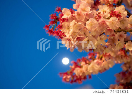 夜桜 74432351